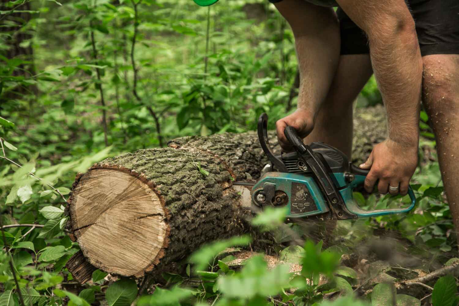 Best Tree Trimming Near Me  in Seymour, TX